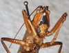 CollectionObject 1531370; NMW 4876, 7528f25f-e97e-4687-9714-84ace6f15c15: male, latero-frontal view (holotype). (CollectionObject).