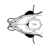 Phaeoparia depressicornis (Bruner, 1908): Fig. 55. female fastigium, dorsal view. (Otu).