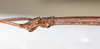 CollectionObject 1560457; 0ef1e3fc-0331-4f73-8d9e-cc8eb137cab9: copyright NMW, Vienna. male: head & part thorax, lateral view (holotype). (CollectionObject).
