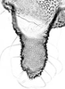Aedeagus, ventral view.: Cauda (CA) of A. thaspii. (Observation).