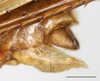 CollectionObject 1585131; e96d3a2f-b304-4cc9-913d-61c3c7299449: male terminalia, lateral view (scale bar: 2 mm). (CollectionObject).