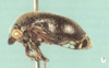 Habitus, lateral view: !! display not done !! on Neotynelia pubescens (Fabricius, 1803): (Observation).