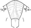 Nymph: (Observation).