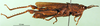 CollectionObject 1501495; c688050f-8c2a-48f4-8455-60c5f8907ec4: female, lateral view (syntype of Locheuma flavipennis). (CollectionObject).