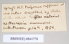 Marmessoidea rosea (Fabricius, 1793): copyright Natural History Museum, London. male, data labels [2] of synonym Platycrana rafflesii (holotype),. (Otu).