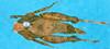 CollectionObject 1500825; 94740c93-30fa-4def-815d-c2ce4a6b57b5: female, dorsal view (holotype). (CollectionObject).