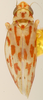 Habitus, dorsal view: Habitus (holotype, KSEM collection). (Observation).