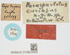 CollectionObject 1517899; 7677c091-c816-47b5-a24a-f7b0e4dc05ab, NHMUK10924426: labels (holotype). (CollectionObject).