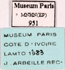 CollectionObject 1587402; MNHN(SF IMPORT DUPLICATE) MNHN-EP-EP951, f3da6ebe-ccb9-4bb2-88d8-07ee68113e08: CC BY-NC-ND 4.0/MNHN - Depraetere Marion - 2014. Non type, female. Specimen number: MNHN-EP-EP951. http://coldb.mnhn.fr/catalognumber/mnhn/ep/ep951. (CollectionObject).