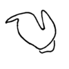 Phaeoparia lineaalba lineaalba (Linnaeus, 1764): Fig. 60G. epiphallus, lateral view. (Otu).