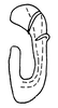 Aedeagus, lateral view on Arocephalus (Arocephalus) longiceps (Kirschbaum, 1868): (Observation).