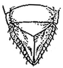 Subgenital plate: !! display not done !! on Fitchana vitellina (Fitch, 1851): Fitchana vitellina, genital capsule, ventrally. (Observation).