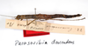 CollectionObject 1560922; 83189abb-e790-441e-beff-f8576f41d2b4: copyright MNCN, Madrid. female (syntype). (CollectionObject).