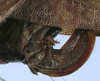 CollectionObject 1565450; deab8860-1231-4d8c-b0e9-deac4cb84bd9: female ovipositor (paratype). (CollectionObject).