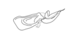 Dendrophilacris bora Descamps, 1980: Fig. 142. endophallus, lateral view. (Otu).