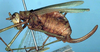 Kevaniella bipunctata Chopard, 1954: female, lateral view (paratype). (Otu).