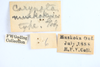 Other: !! display not done !! on Carynota muskokensis Goding, 1893: (Observation).
