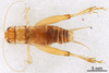CollectionObject 1522844; a8de98c3-526b-4d44-8200-48c3a3778147: Male, dorsal view (holotype). (CollectionObject).