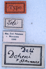 CollectionObject 1534468; 78ae3b67-1f7d-4aaf-bcf6-b830a558b0a3: labels (holotype). (CollectionObject).