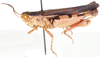 Dnopherula burri (Uvarov, 1953): male, lateral view. (Otu).