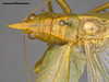 CollectionObject 2189003; 3e92da30-72d7-4127-a757-5a992b930552, ZUFMS ORT00844: Male, head and thorax, dorsal view. (CollectionObject).