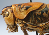 CollectionObject 1517253; f39be1bd-484b-4abb-ab08-9cda006328e5: male head and pronotum, lateral view (holotype). (CollectionObject).