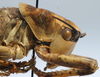 CollectionObject 1596957; 59e72474-a78e-459a-9776-e30d32d49a7c: female pronotum, lateral view (paratype). (CollectionObject).