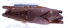 CollectionObject 1532862; NMW 3226188, b892d4e6-a86c-4696-b9fc-ea33d106b5dc: male, dorsal view. (CollectionObject).