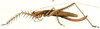Afrophisis (Afrophisis) carminator (Bolívar, 1906): female habitus. (Otu).