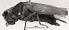 CollectionObject 1525098; 4e80796d-90e0-45e5-add7-e80e629a5eb0: Image C.S. Carbonell. female, lateral view (holotype). (CollectionObject).