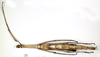 CollectionObject 1556981; 81c8cdfb-dfe3-4c0d-b73d-d7dd17604fa3: copyright MNHN, Paris. female, ventral view (holotype). (CollectionObject).
