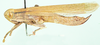 Petamella fallax Giglio-Tos, 1907: male, lateral view. (Otu).