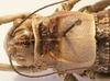 CollectionObject 1541628; 18d17197-772d-4496-8ba4-5294d4faf72e: female pronotum, dorsal view (paratype of Deracanthina mistshenkoi). (CollectionObject).