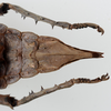 CollectionObject 1581501; b2f8a77e-7916-4bfd-a59a-c276422236fe: copyright RMNH Leiden. female: end of abdomen, ventral view. (CollectionObject).