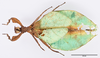 CollectionObject 1561255; 644c4590-2757-4037-a381-de6e390bf3b6: copyright SDEI, Arne Köhler and Mandy Schröter. female, dorsal view (holotype). (CollectionObject).