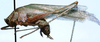 CollectionObject 1522464; ee0379bf-767f-457f-9a4f-a23898ec65b5: male, lateral view (holotype). (CollectionObject).
