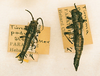 CollectionObject 1563608; fea318cc-6692-4bef-b8a0-6d526d1e3d0e: copyright ANSP. male and female (paratypes). (CollectionObject).;CollectionObject 1563609; 94ea8007-675f-4dca-aa64-85349cf24c66: copyright ANSP. male and female (paratypes). (CollectionObject).