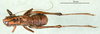 CollectionObject 1502691; 7c8c13da-5b27-430f-a5f8-bfce5c0bd0e7: male, dorsal view (paratype). (CollectionObject).