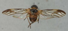 Habitus, dorsal view on Colsa costaestriga Walker, 1857: (Observation).
