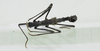 CollectionObject 1563907; bc931f13-3f16-48fe-81d5-451e33606c4c: Copyright Instituto de Ciencias Naturales (ICN). male, dorsal view (holotype). (CollectionObject).