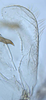 Subgenital plate, ventral view on Coccineasca ponderosa (DeLong & Davidson, 1935): (Observation).
