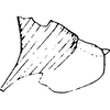 Pygofer, lateral view on Arboridia (Arboridia) ata Dworakowska, 1980: Pygofer, lateral view. (Observation).