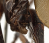 CollectionObject 1529755; 9324df5a-710e-4400-9117-fcb6273dd137: female ovipositor (holotype). (CollectionObject).