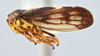 Habitus, lateral view on Oncopsis (Oncopsis) minor terranovae Hamilton, 1987: (Observation).