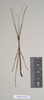 CollectionObject 1559547; NHMUK(SF IMPORT DUPLICATE) 844768-770, a87c5e59-0d66-4cec-b986-7bc2f5651291: copyright Natural History Museum, London. male of synonym Lopaphus langkawicus (paratype). (CollectionObject).