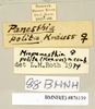 CollectionObject 1572954; 46f62dae-2df1-4f1a-ad3a-af9a46e82bfb: Copyright Natural History Museum, London. Labels from non-type (adult female) in BM(NH). (CollectionObject).