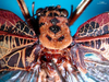 CollectionObject 1500251; d0cceb85-0478-496c-adf5-f295de71aa97: male head and pronotum, dorsal view (syntype). (CollectionObject).