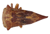 Habitus, dorsal view: !! display not done !! on Telamona calva Ball, 1933: (Observation).