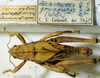CollectionObject 1498673; b74052f4-b5fa-4502-b3ba-38fdaaf74d16: male with labels, dorsal view. (CollectionObject).