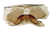 Other on Pseudocostanana flavina (DeLong & Freytag, 1972): Female specimen [DZUP]: internal sternite VIII, ventral view. (Observation).